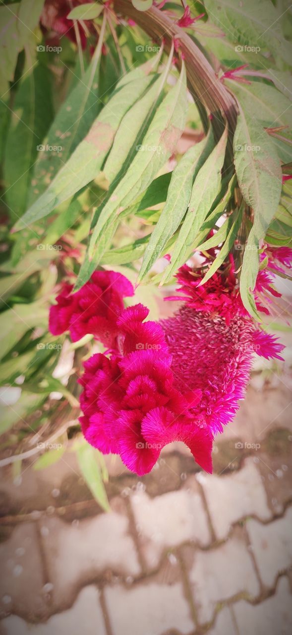 flowers🌸🌺🌻🌹🌷🌼💐