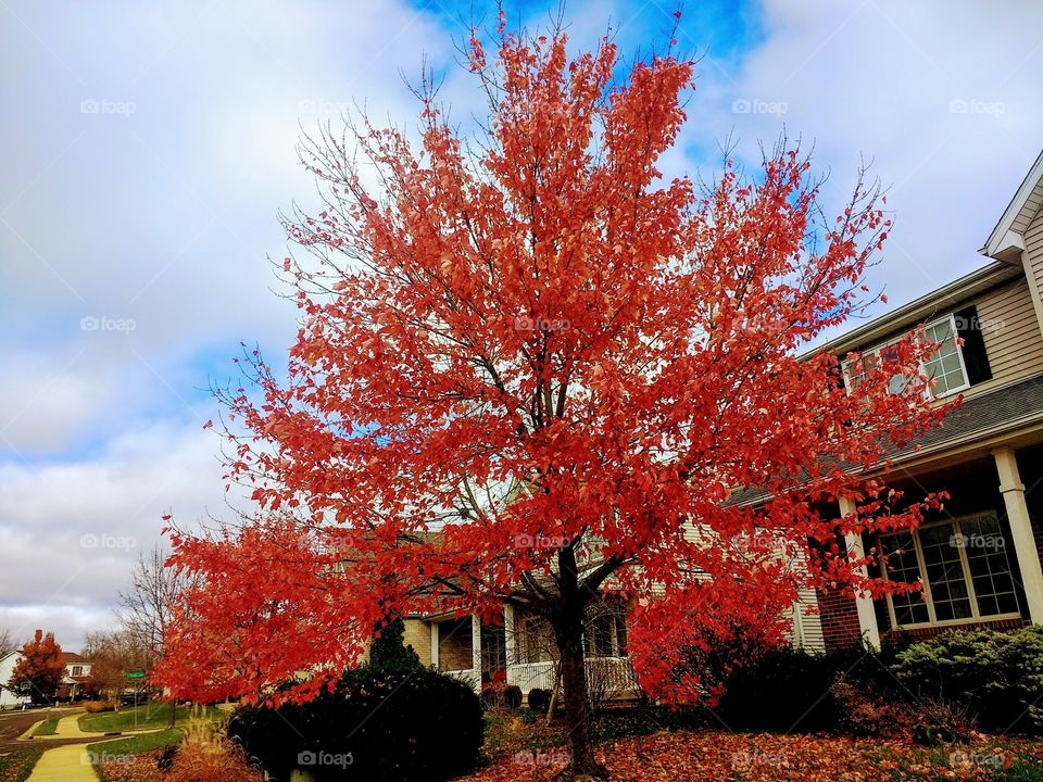 Nature is more beautiful when it's Autumn ❤️ It is fully covered with beautiful flowers and colourful trees that adds the beauty ❤️❤️❤️