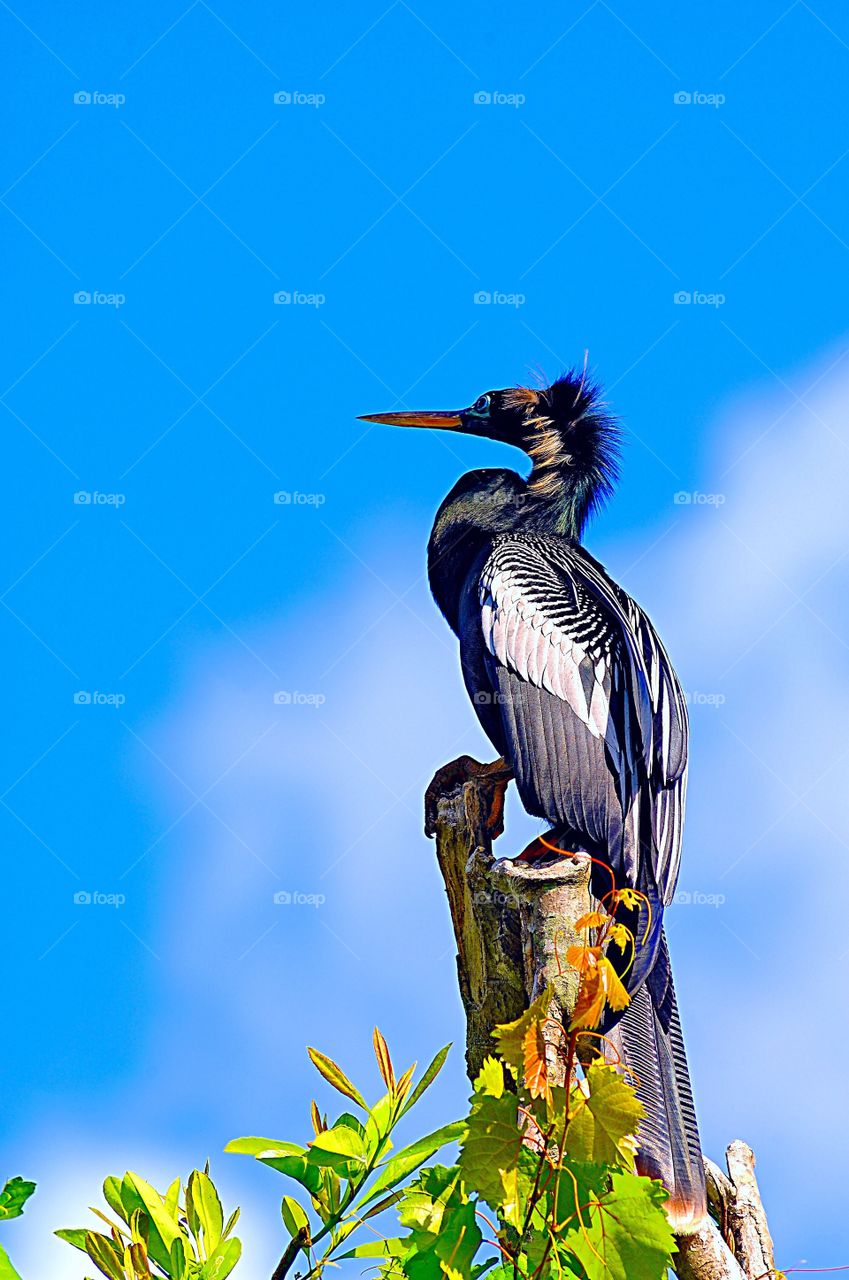 Portrait of an Anhinga (also known as a Snakebird) on a tree stump.