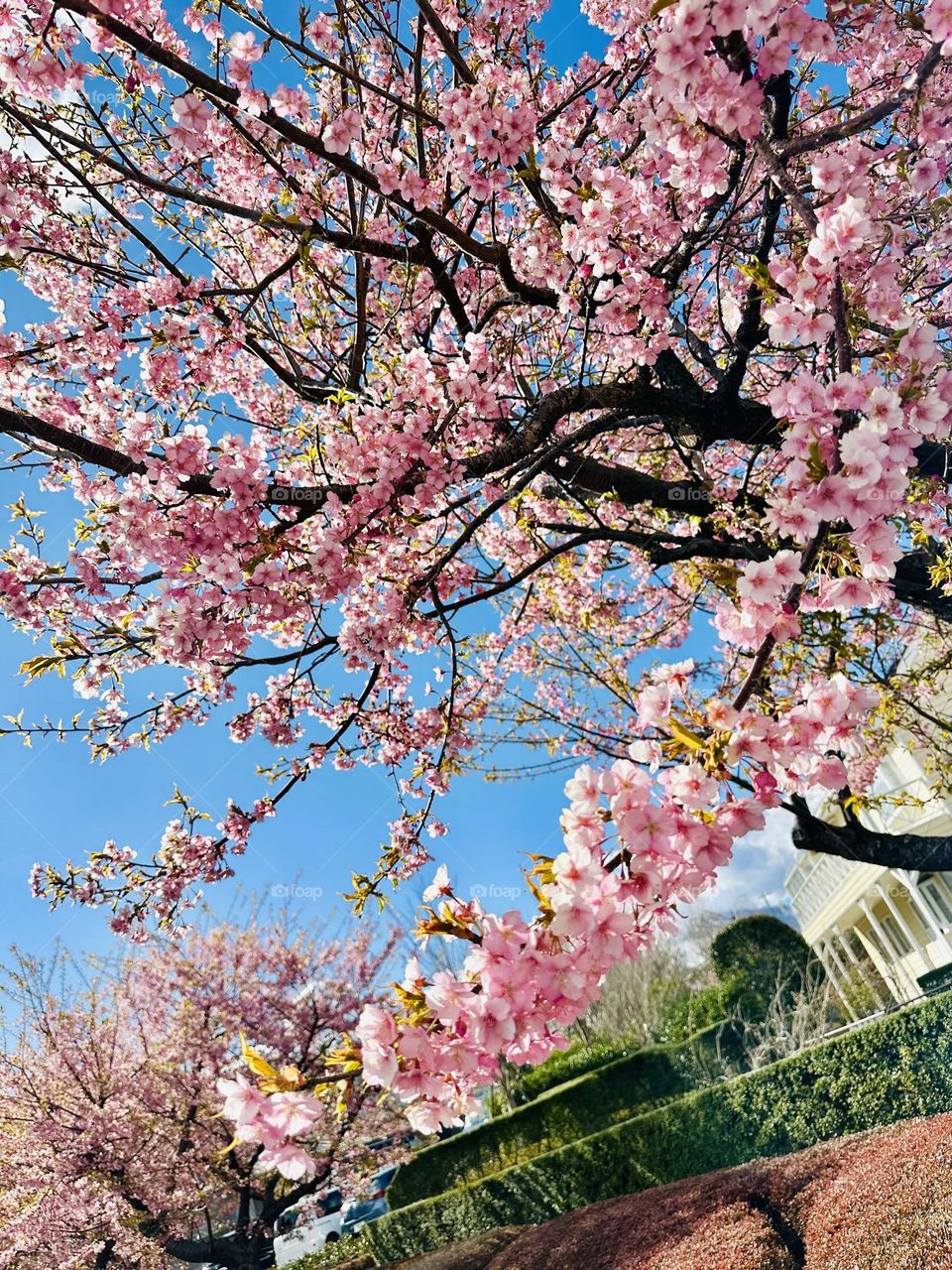 Cherry blossoms 🌸