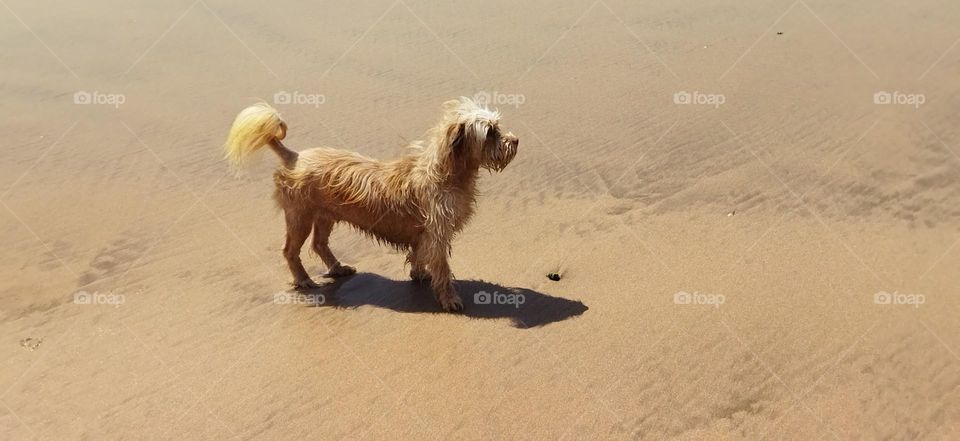 Beautiful dog on sand near the beach