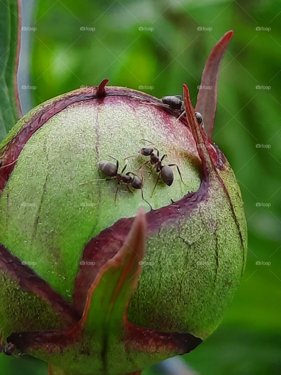 ants on a bud of peony  in May