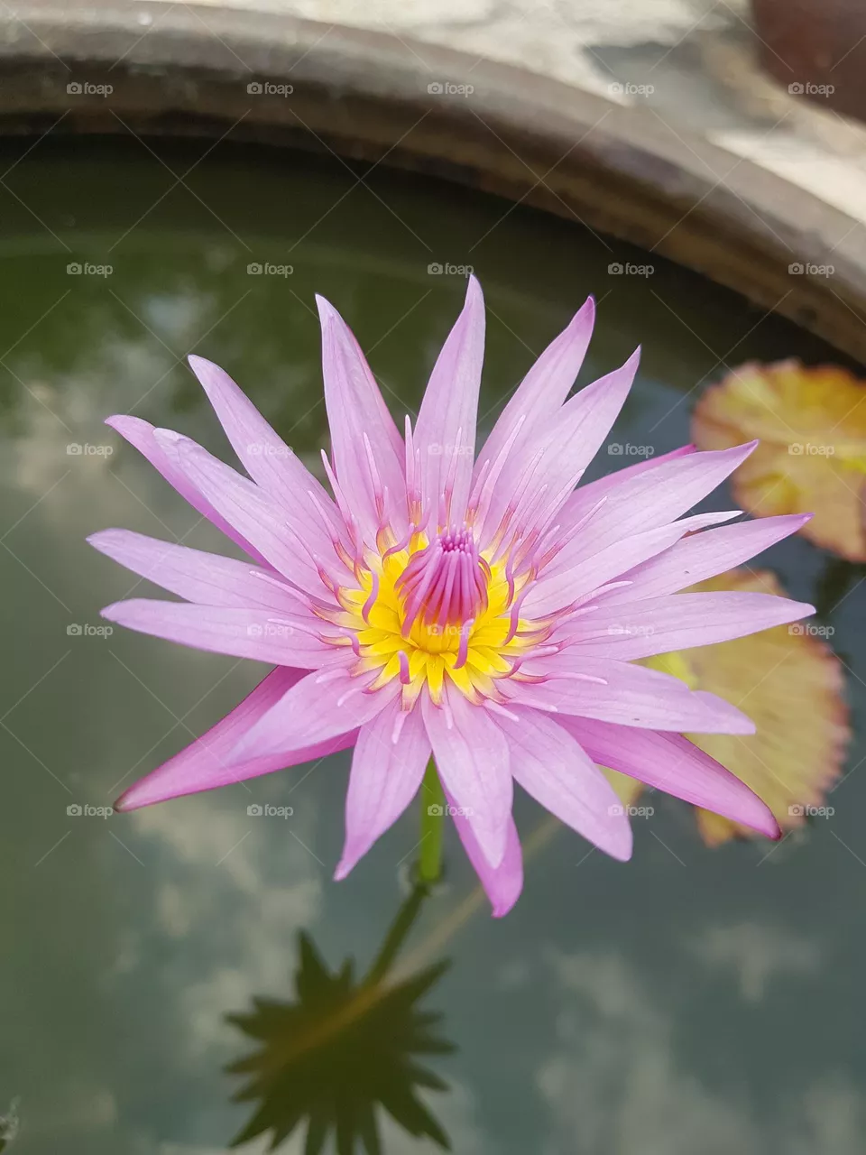 Lotus flower in the garden