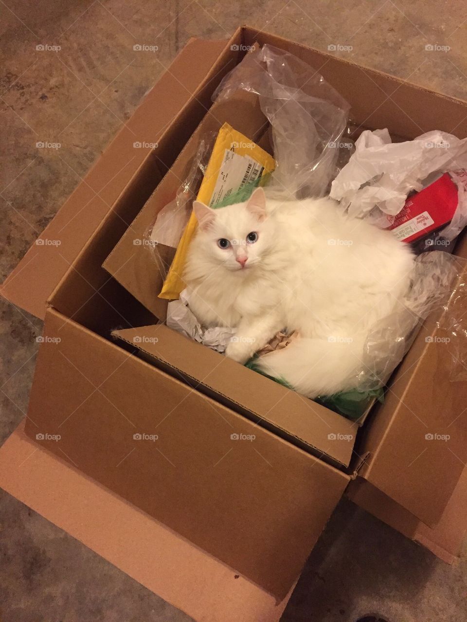 Cat in a box 