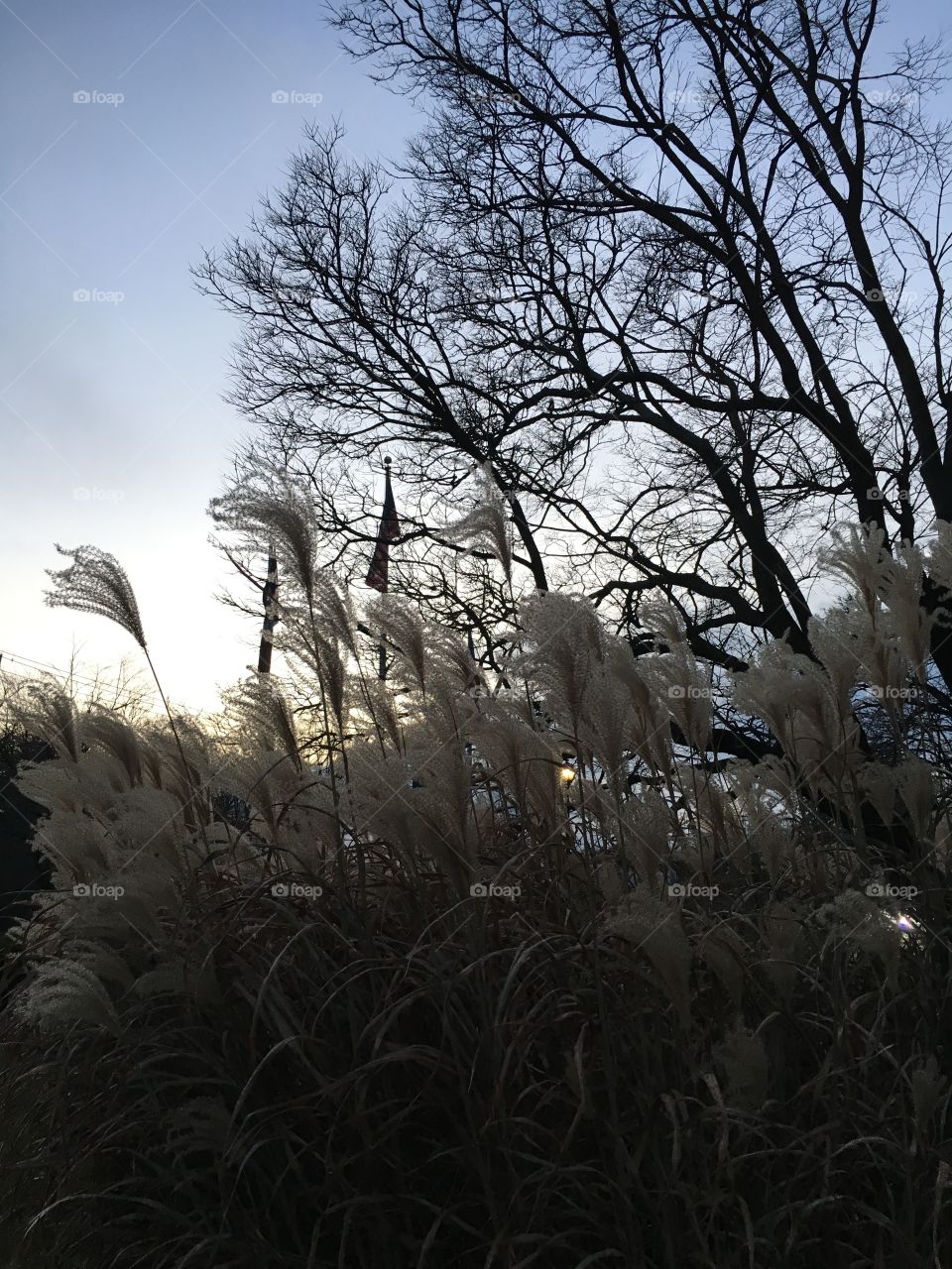 Grass tree flags