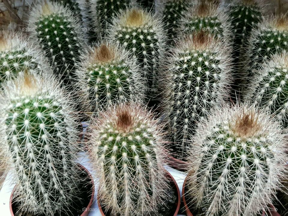 cacti, all of the same kind