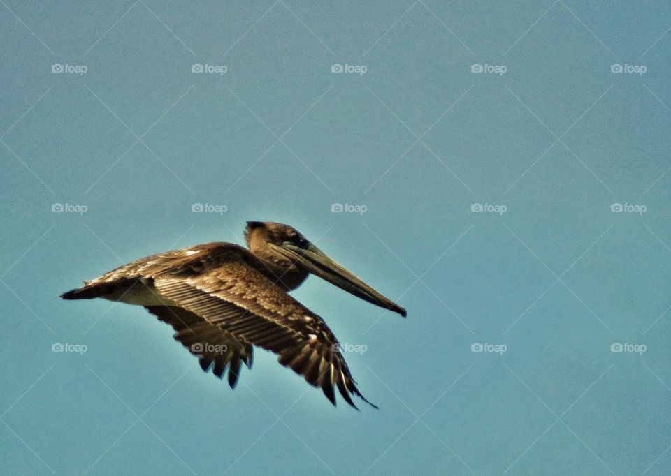 Pelican in flight