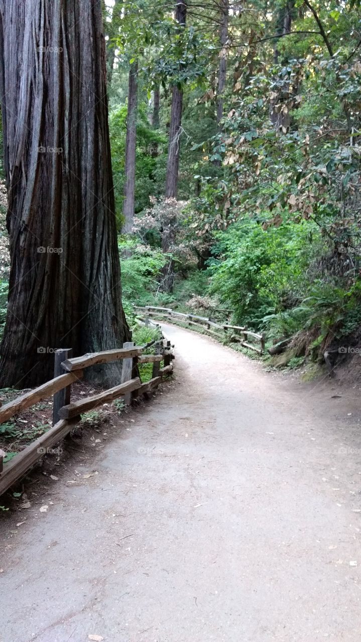 Muir Woods in California