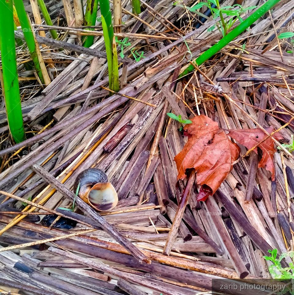 shell , sticks and leaf in the morning  wetlands