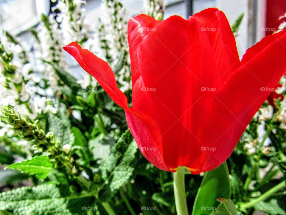 close up of a red tulip
