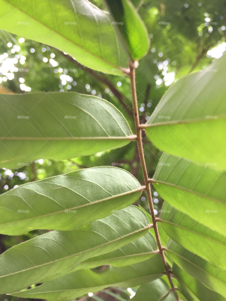  Close up photo of plant leaves