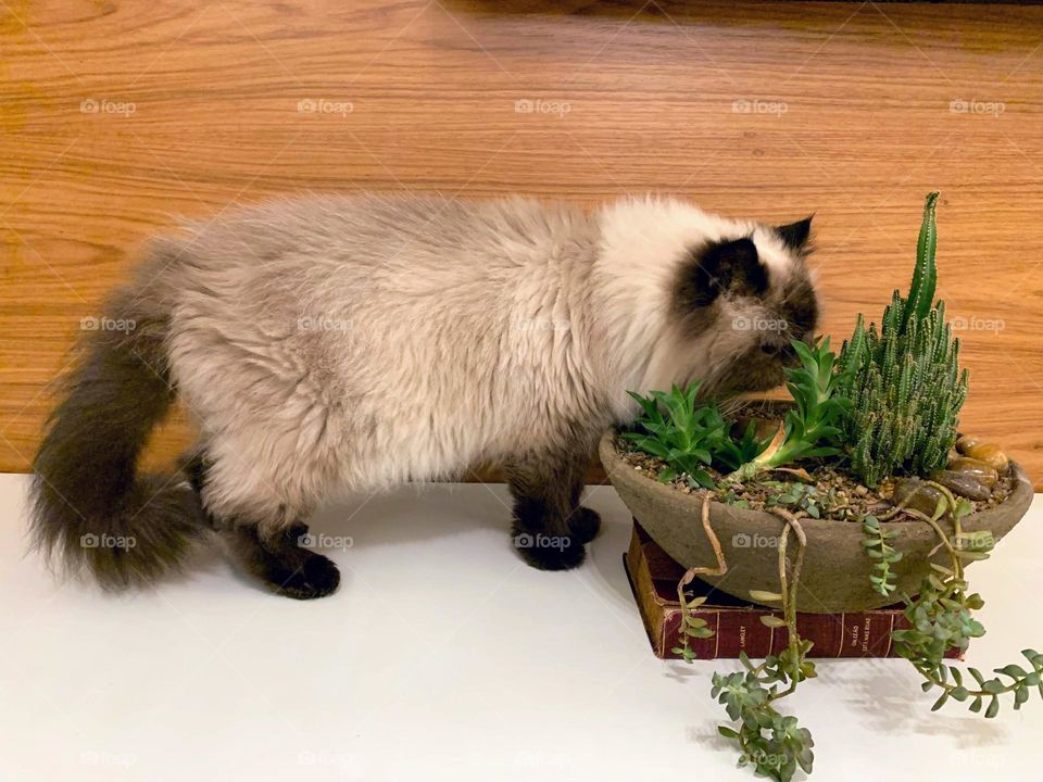 Cat smelling a potted plant
