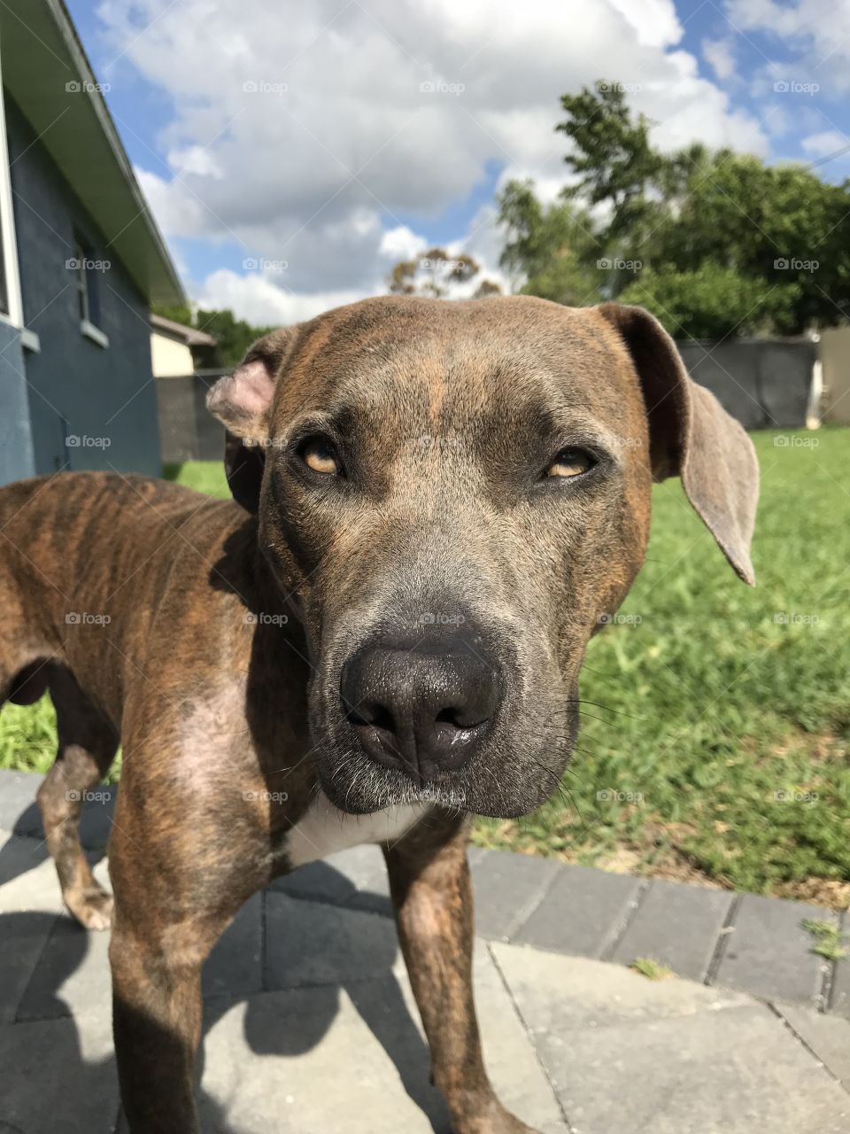 Pitbull Terrier with Gorgeous Face Stares Down Camera - Brindle Dog has Beautiful Caramel Eyes 