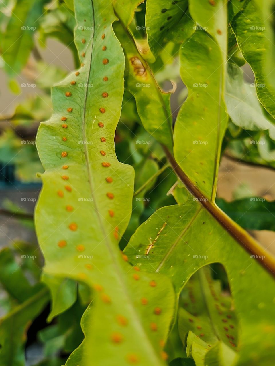 Multiverse: Fern leaf spores multiplying