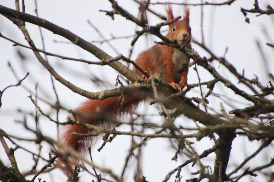 A red squirrel sits between the bare branches of an apple tree