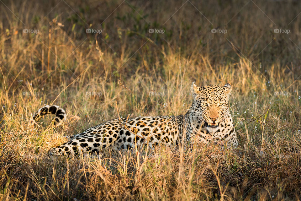 Fierce leopard lying in the grass in the African bushveld. Image from Kruger National Park South Africa.
