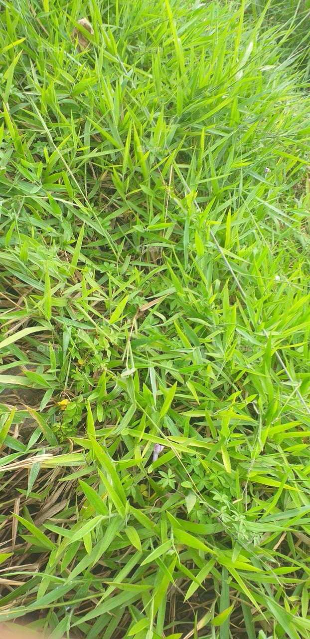 beautiful green grass awesome view