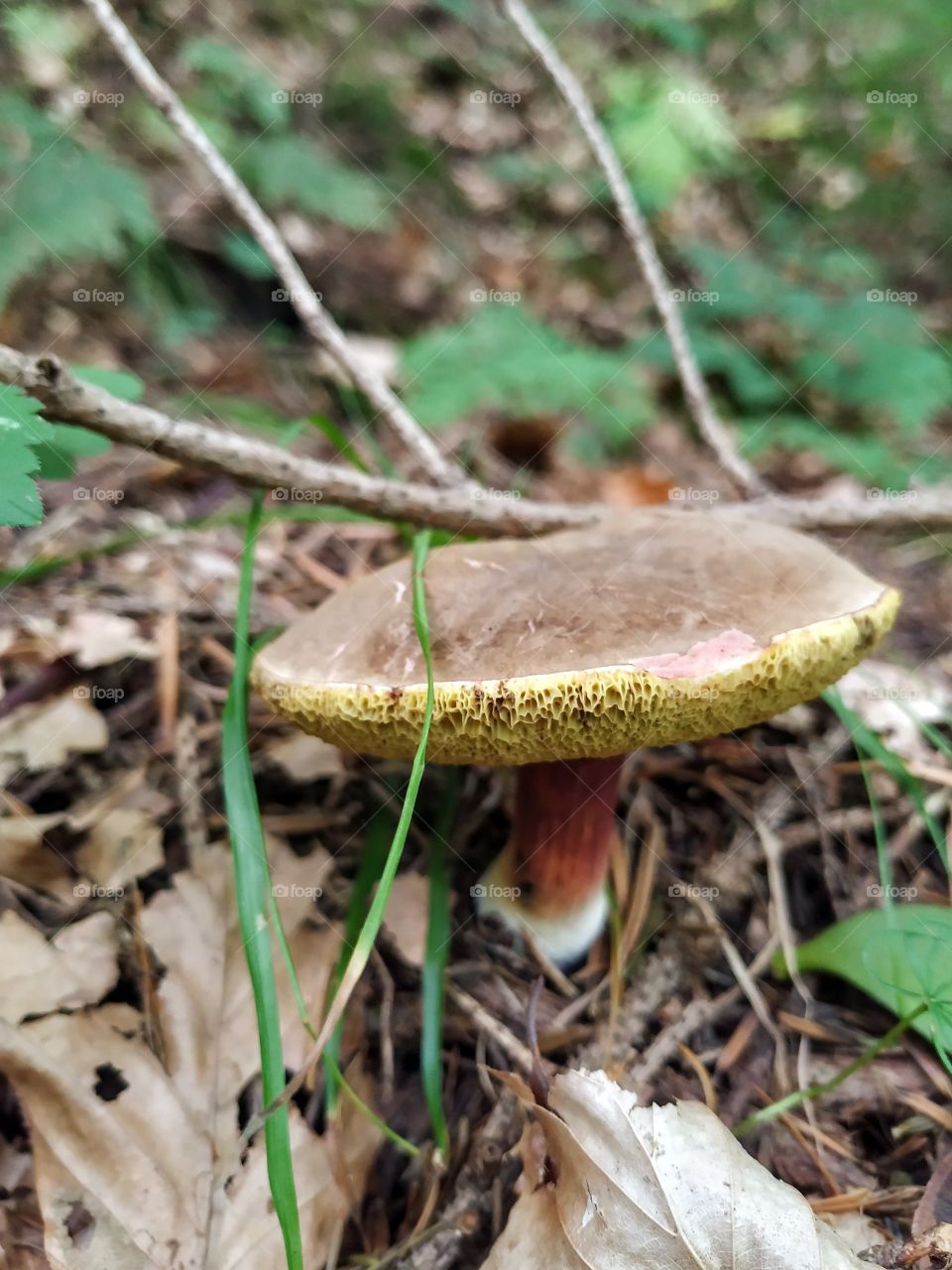 A little mushroom