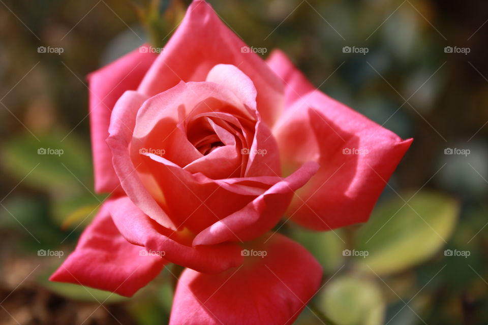 Red pink rose 