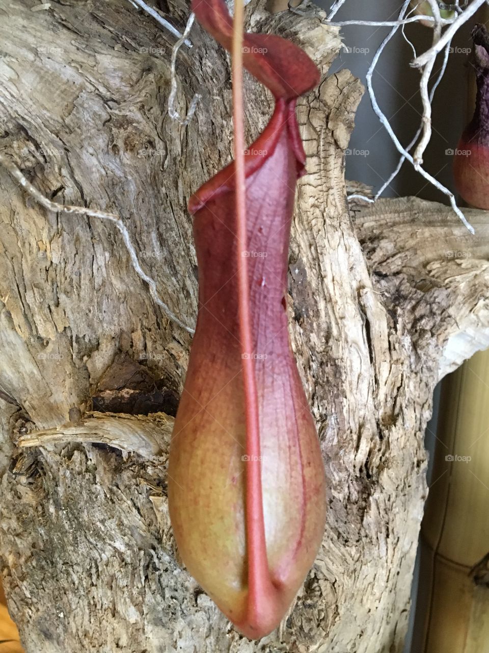 Pitcher plant-2