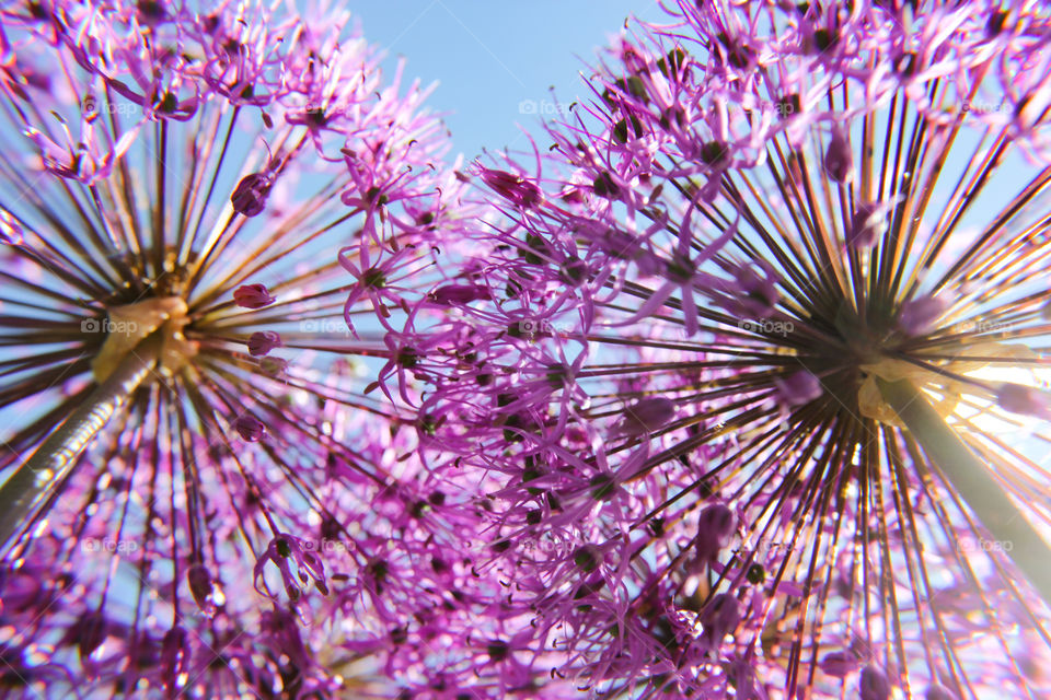 Purple flower