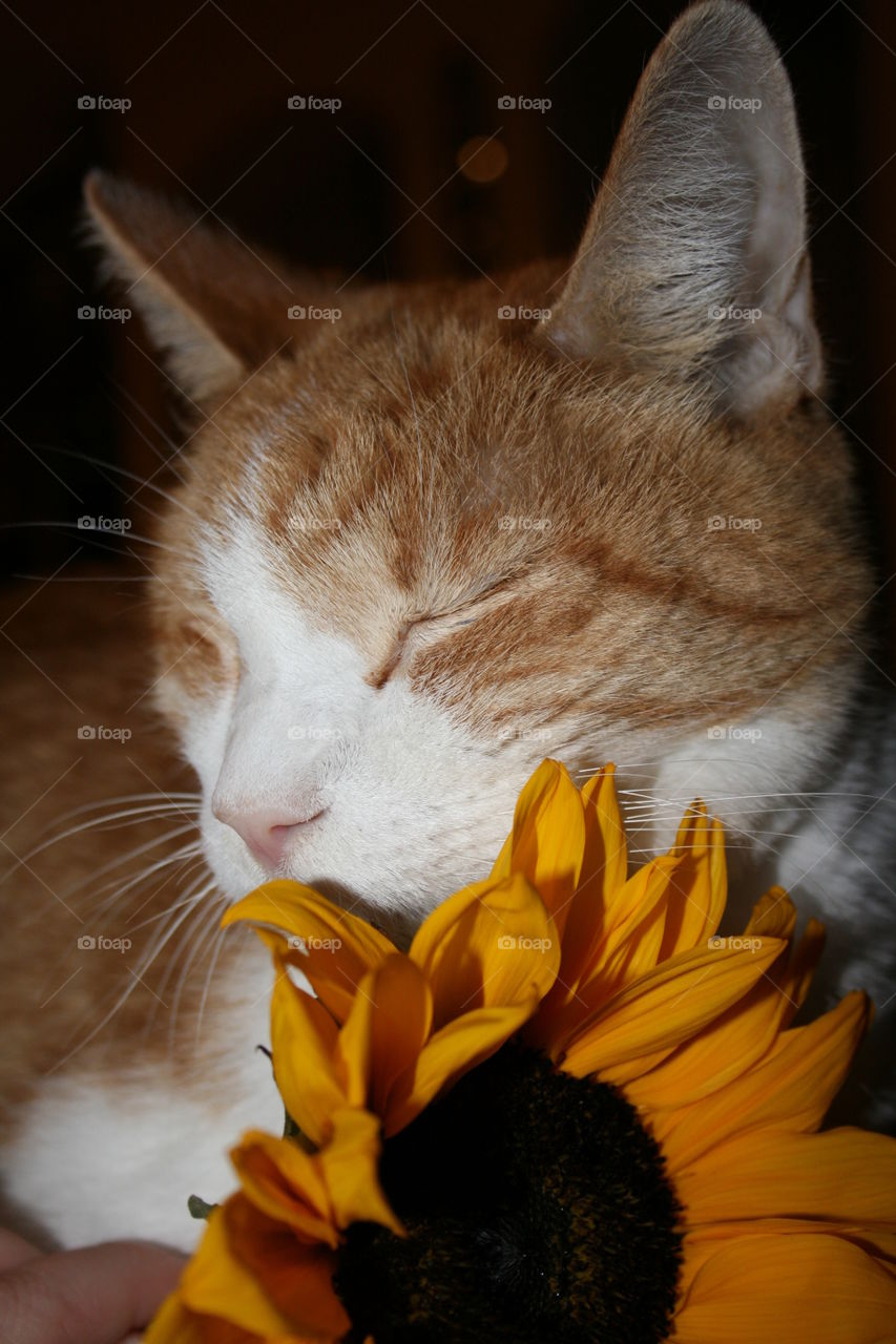 Sunflower Kitty