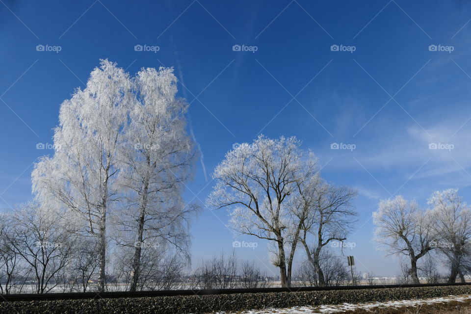 snow white trees
