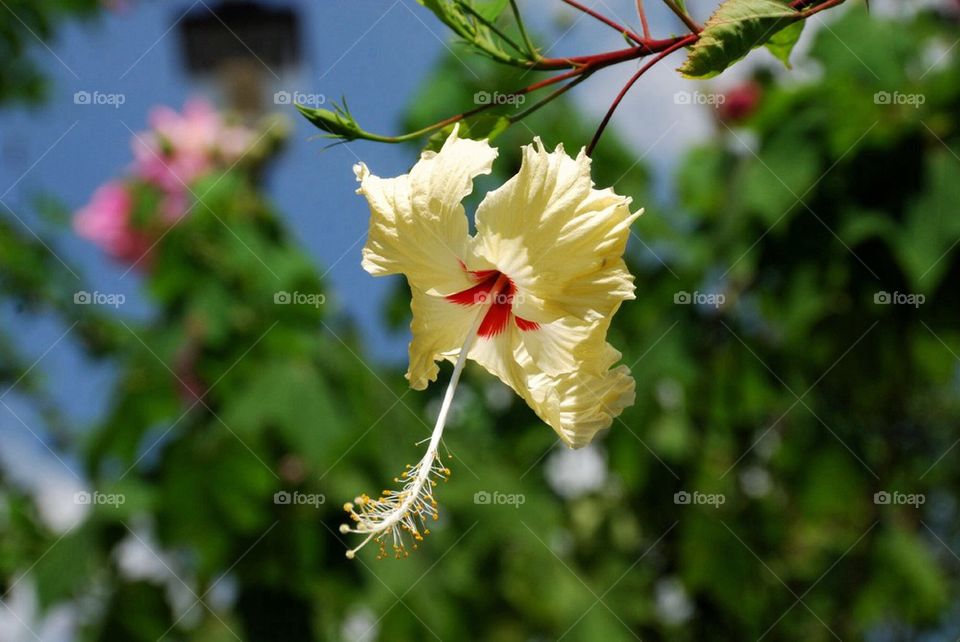 Hibiscus rosa sinesis