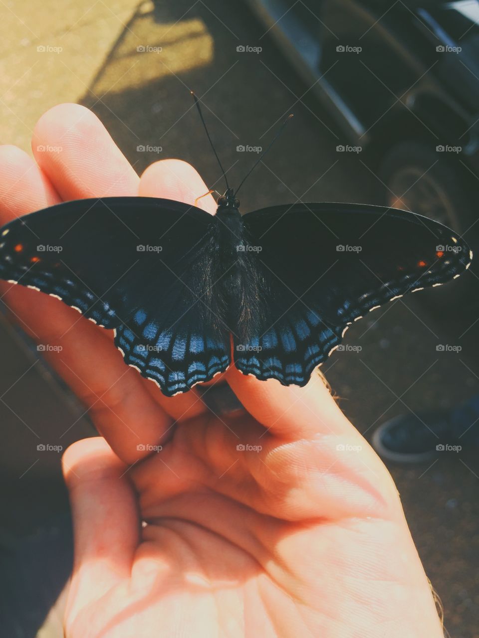 Butterfly 