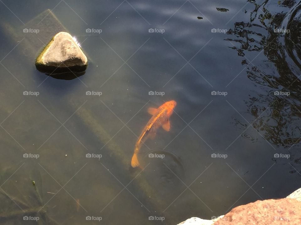 Koi in the water