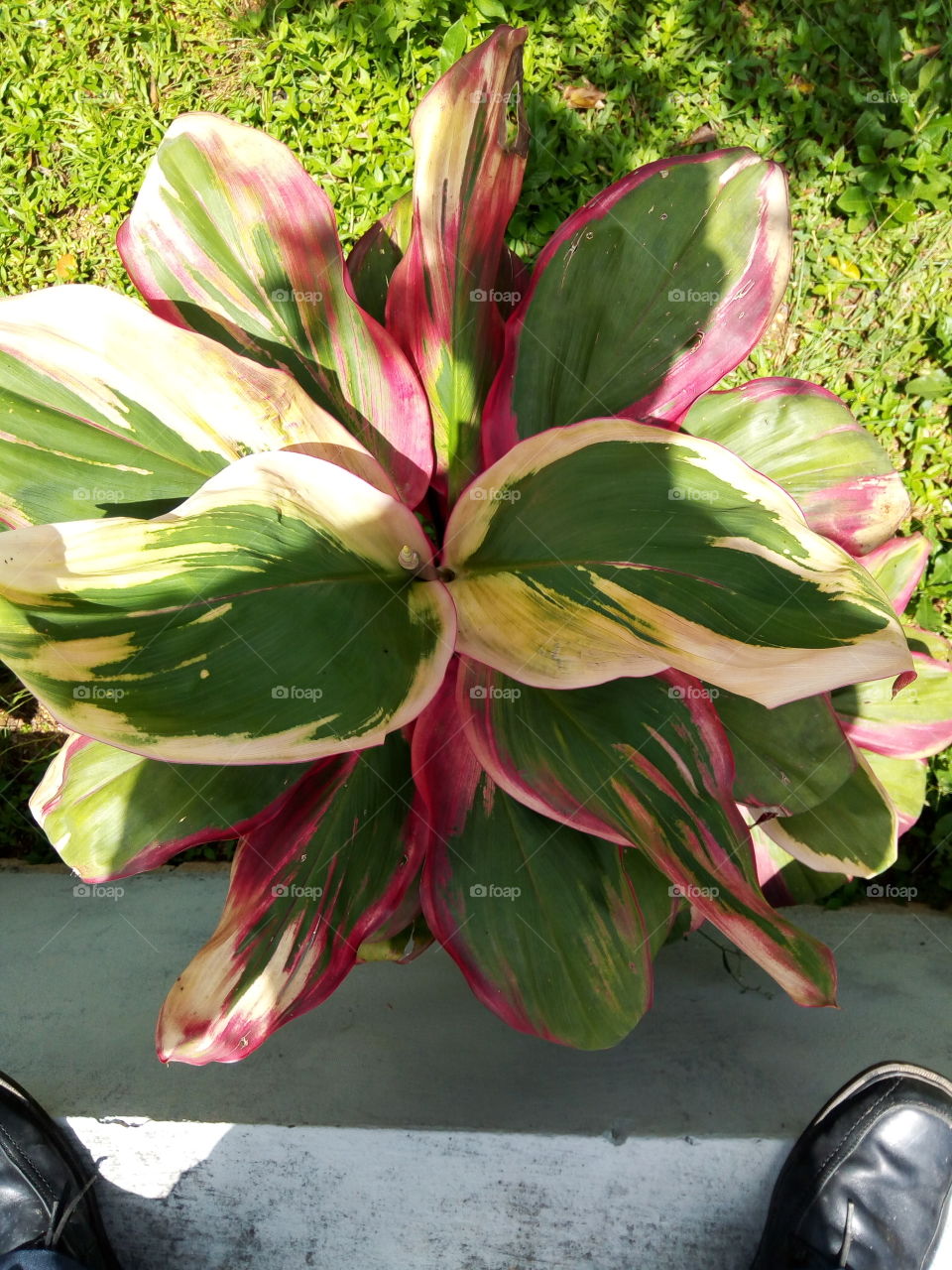 Flower, Nature, No Person, Leaf, Garden