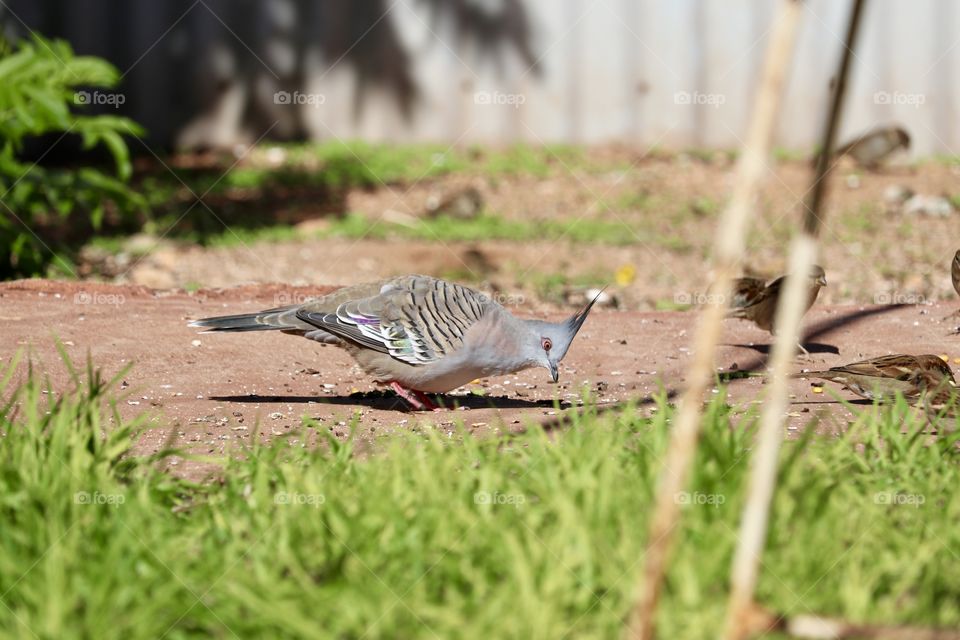 Crested pigeon closeup foraging on ground beneath bird feeder for food 