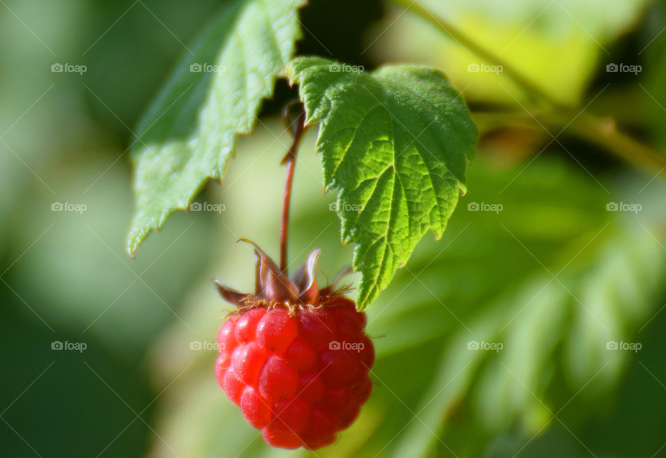 raspberry