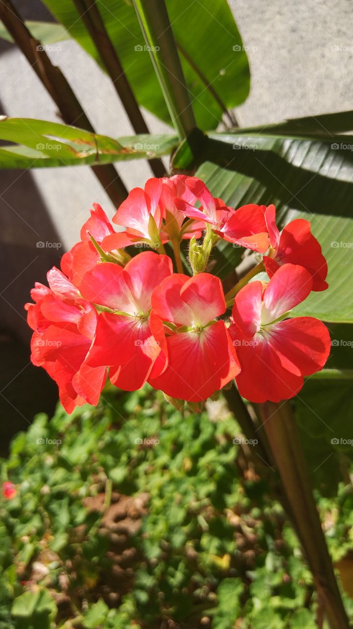 flores vermelhas red flowers
