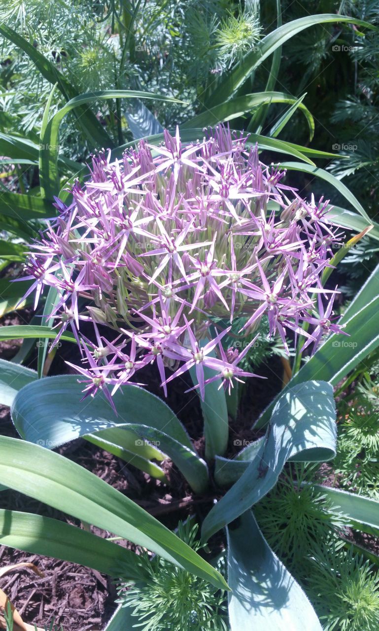 Flowering life cycle of Alums #2