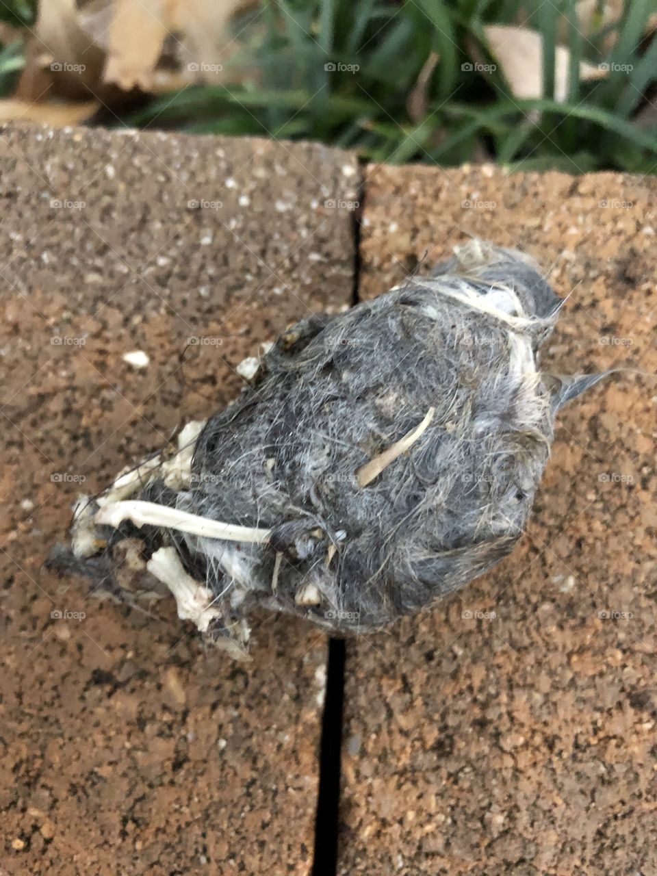 Owl Pellet