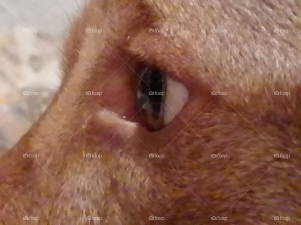 Macro: Mirada inocente