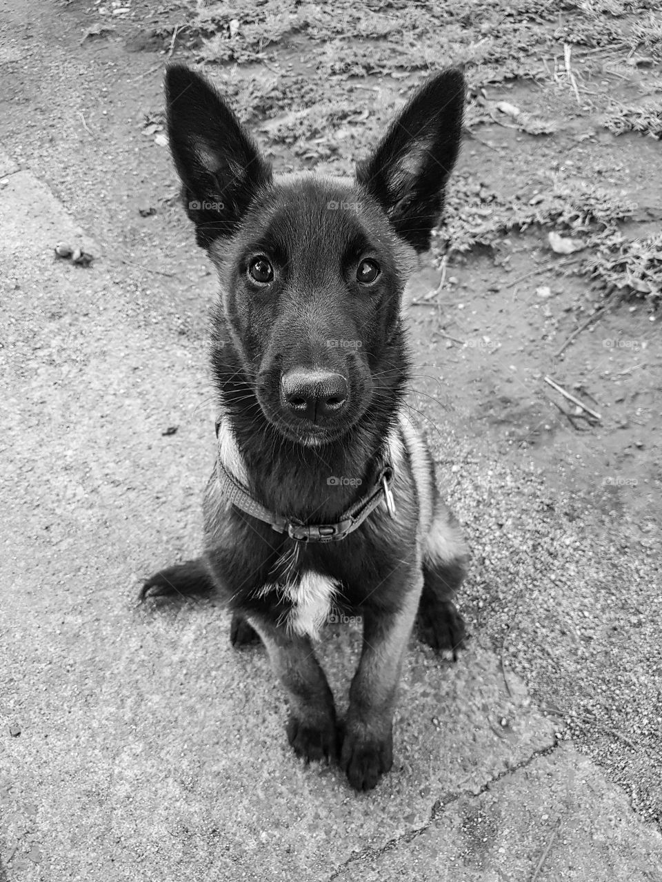 black and white malinois puppy