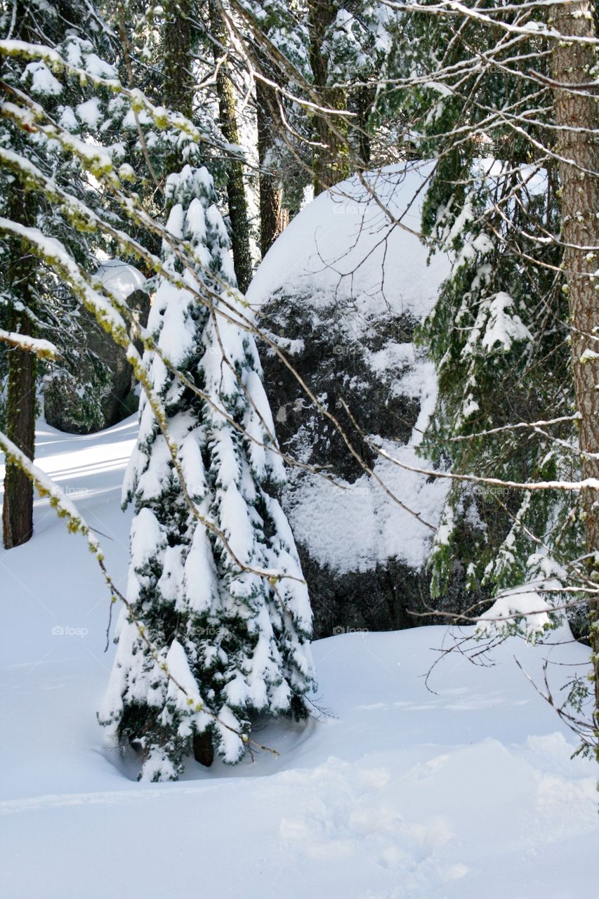 spruce in a redwood park, big stone 