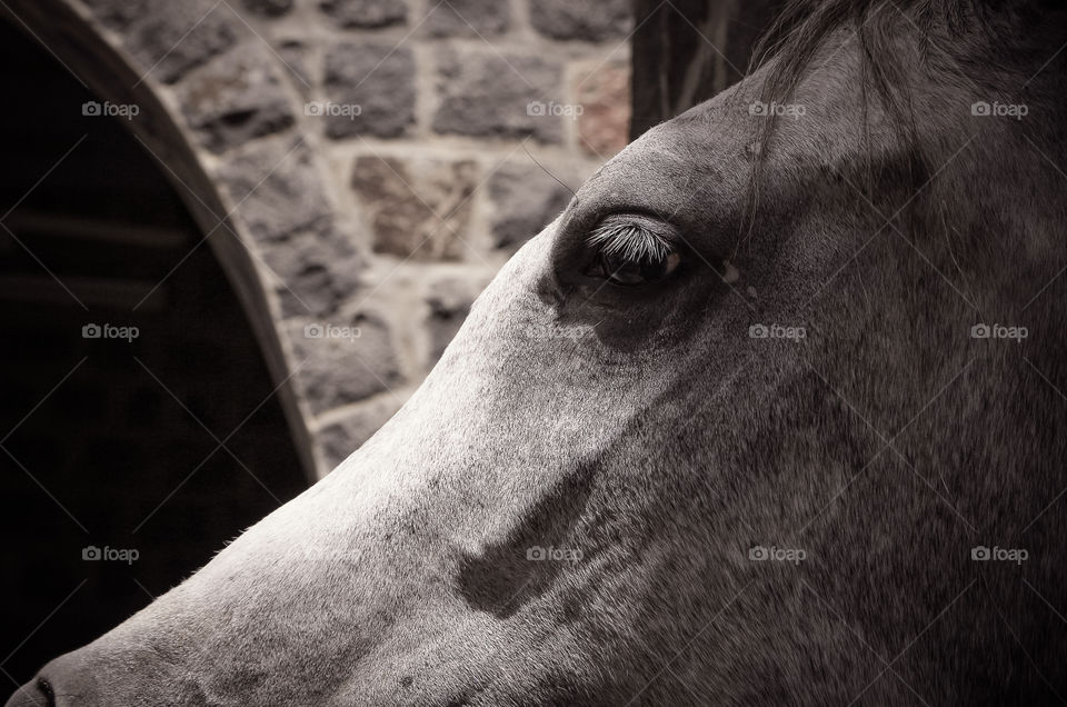 Cavalry, No Person, Mammal, Portrait, Animal