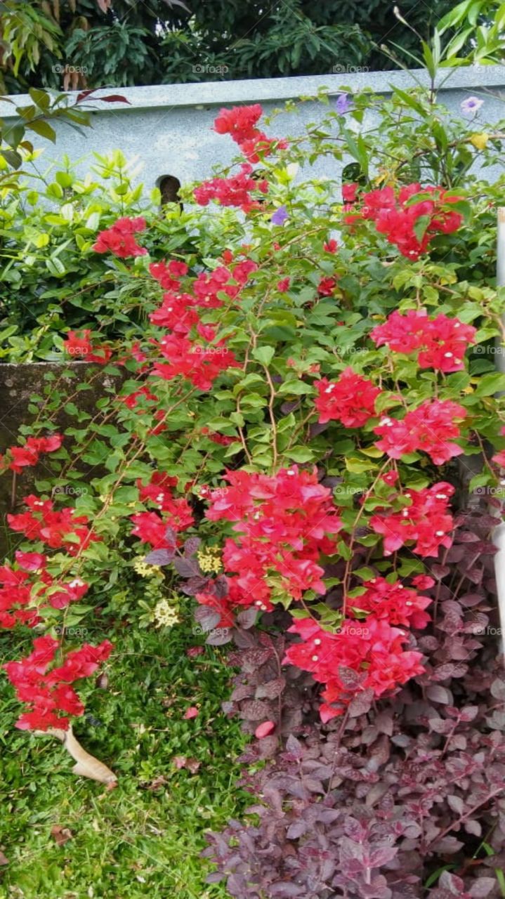 Beautiful paper flowers