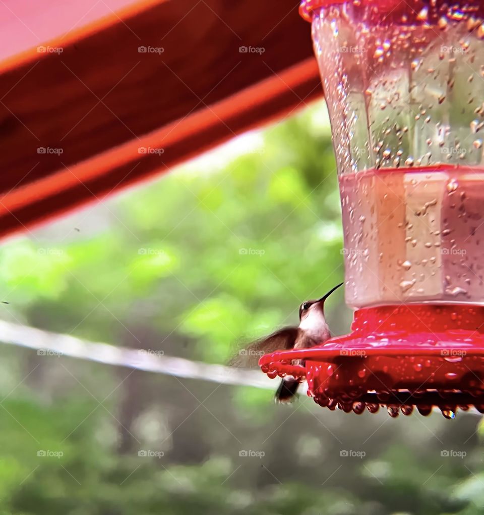 A female hummingbird arriving for her morning drink.