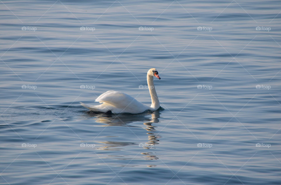 swan by carlanders