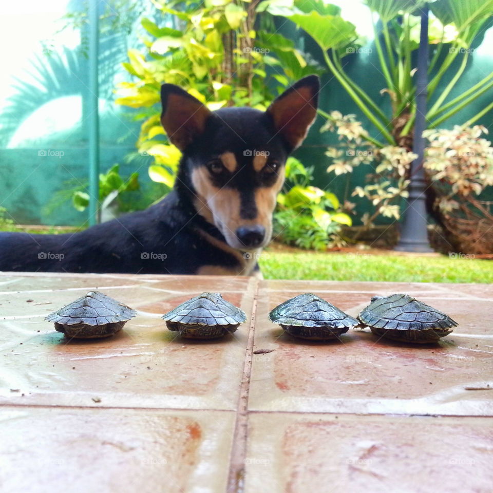 Dog vs the not-so-ninja turtles