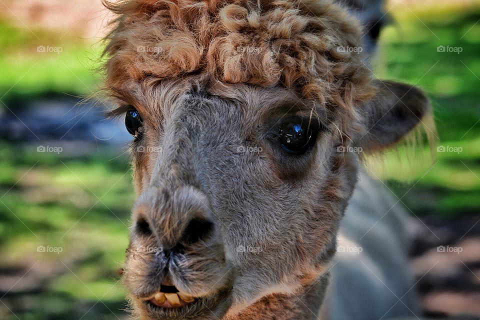 Close-up of alpaca