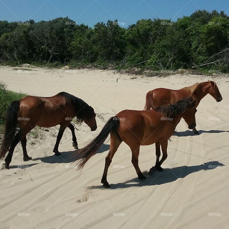 Wild Mustang horses near Corolla Beach in North Carolina's Outer Banks