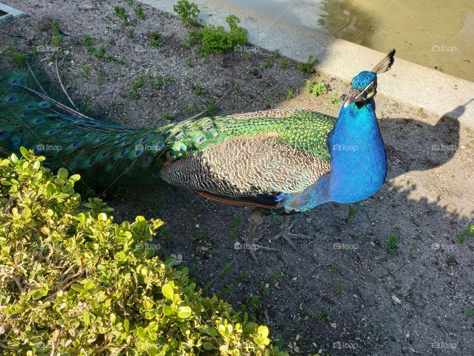 Peacock