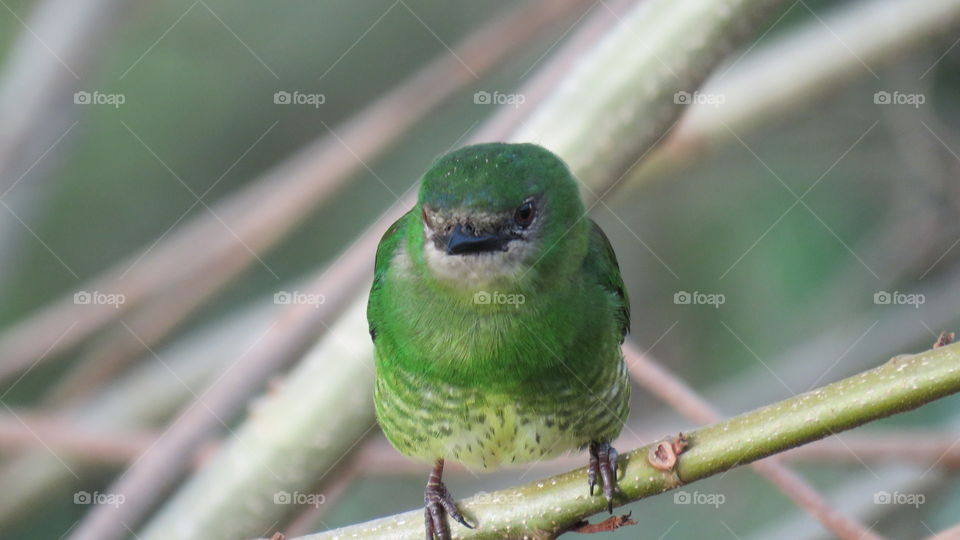 Swallow tanager (female)
