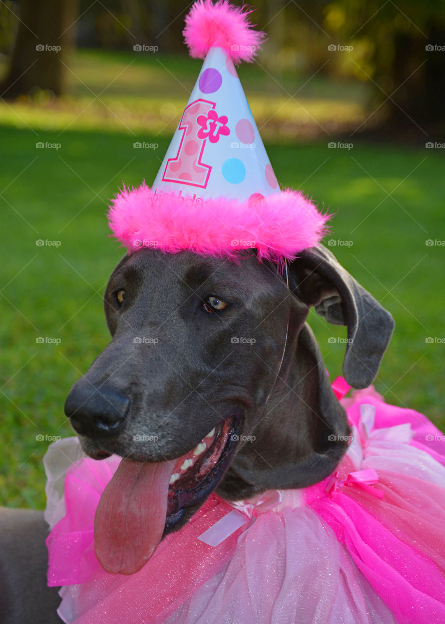Great Danes 1st Birthday and she's got a big happy smile 