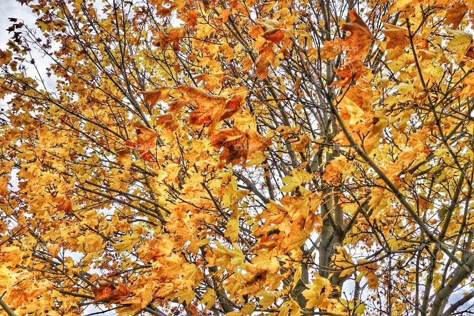 Leaves of Yellow 